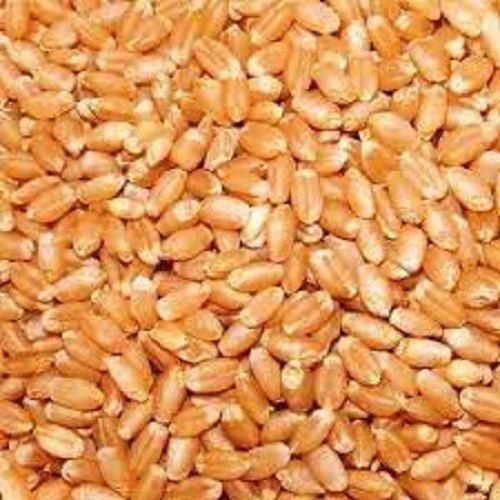 Healthy Natural Soft Protein Rich Fresh Organic Lobhwan Wheat Grains  Broken (%): 3%