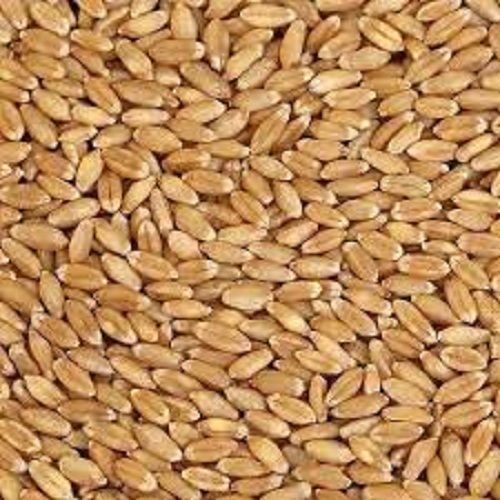 Hygienically Processed Healthy Natural Soft Protien Rich Fresh Organic Wheat