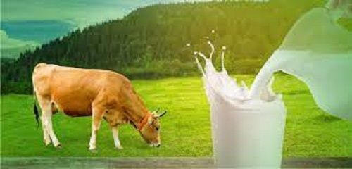 White Minerals Healthy Calcium Creamy Zero Preservatives Organic Rich Cow Milk