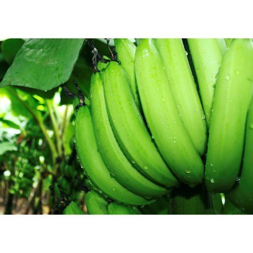Healthy Natural Farm Fresh Mineral And Vitamins Rich Tasty Raw Green Banana