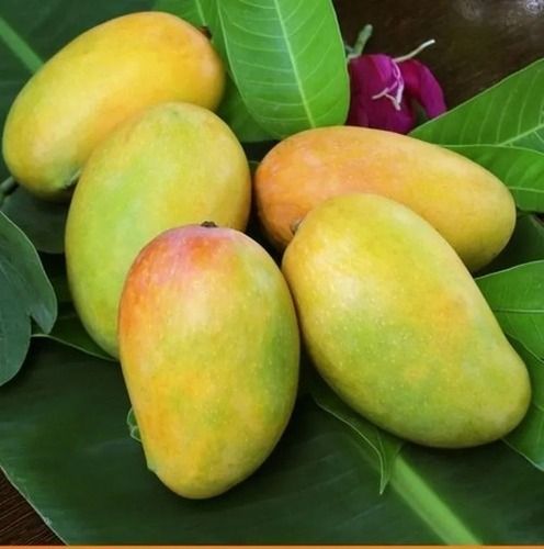 1 Kg Yummy And Delicious Yellow Sweet Taste Kesar Mangos