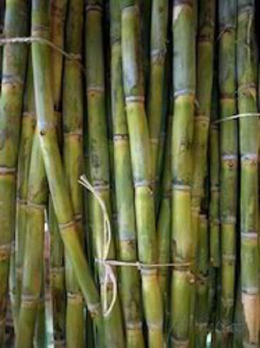 97% Natural No Artificial Flavour Healthy And Fresh Long Sugarcane For Sugar And Juice