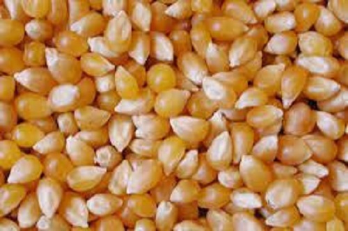 A Grade 100 Percent Pure Chemical Free Healthy And Nutritious Maize Grain Animal Feed