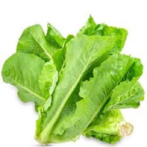 Fresh Natural Organic Healthy Romaine Lettuce For Salad And Cooking  Moisture (%): 80%