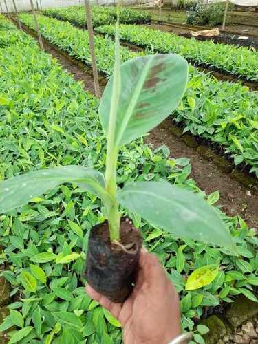 Green And Healthy Length 12 Inch Banana Plant