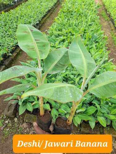Green Length 1 Meter Deshi Jawari Banana Plants