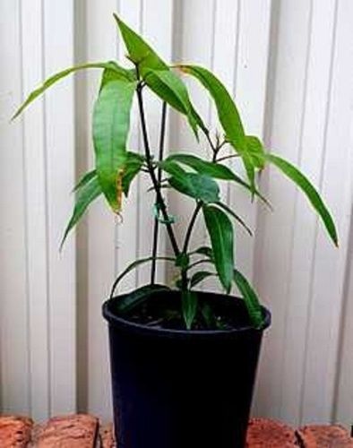 Green Length 10 Inch Mango Baby Plants