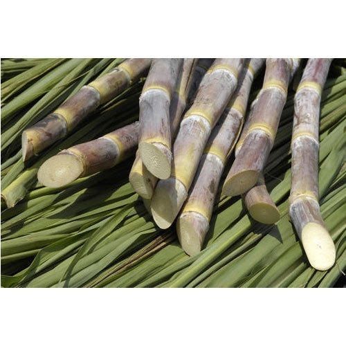 Healthy And Fresh Pesticides Free No Artificial Flavor Sugarcane For Sugar And Juice