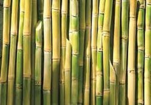 Green Pesticides Free Healthy And Fresh No Artificial Flavor Organic Sugarcane For Raw Products