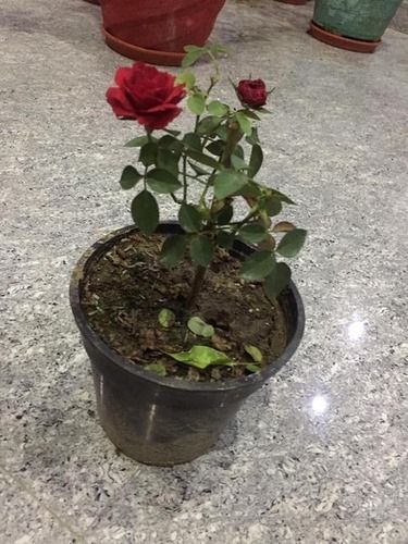 Stem Length 1 Meter Healthy Rose Baby Plants