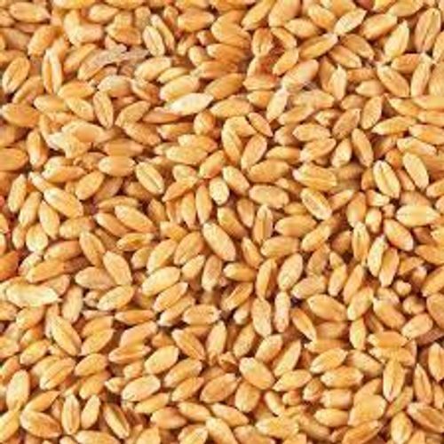 A Grade Indian Origin Vitamins And Minerals Nutrition Healthy Wheat Grains