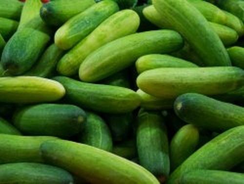 Healthy And Nutritious Enriched With Vitamins Natural Fresh Green Cucumbers