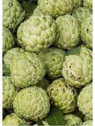 Green Healthy Enriched Vitamins Highly Nutritious Fresh Natural Custard Apples