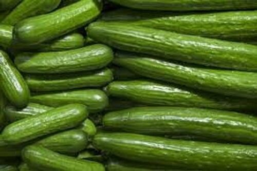 Healthy Immune System Electrolyte Powerhouse Of Vitamin A Fresh Green Cucumber