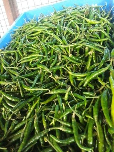 Healthy Natural Enriched In Vitamins Iron And Potassium Green Chillies Moisture (%): 84.20I? 1 %