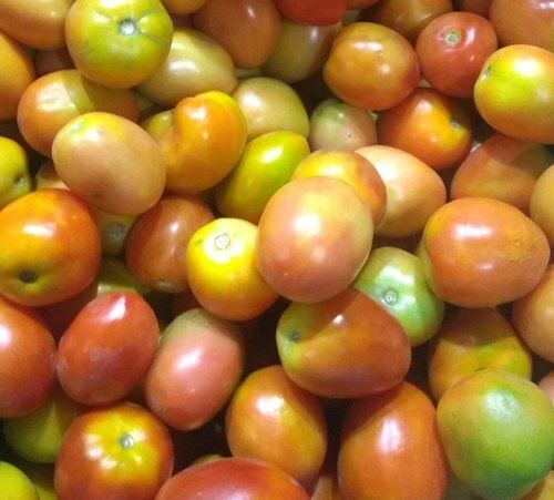 Hygienically Processed Fresh Naturally Harvested Round Red Tomatoes