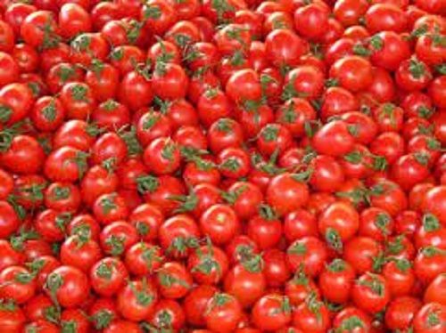 Nutritious And Healthy Enriched With Vitamins Natural Fresh Red Tomatoes
