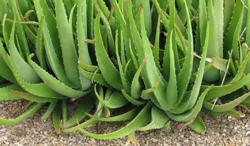 Health Clears Acne Natural Promotes Oral Health Skin Care Green Fresh Aloe Vera Leaf Plant Grade: A