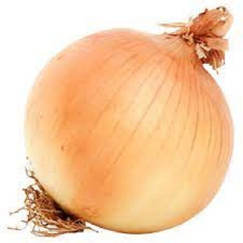 Healthy Farm Fresh Naturally Grown Rich In Vitamins And Minerals Brown Onion