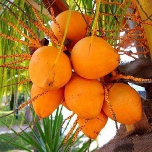 Orange Fresh Healthy Natural Rich In Protein And Vitamins Tender Coconut