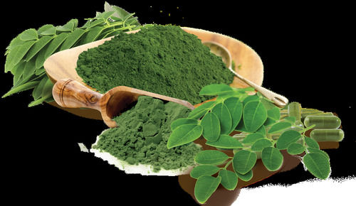 Rich Vitamin To Help Strengthen Your Body Hygienically Packed Fresh Green Moringa Leaf Powder