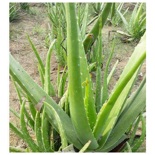 Skin Smoothing And Improves Digestive Health Clears Acne Natural Highly Effective Aloe Vera Leaf Plant