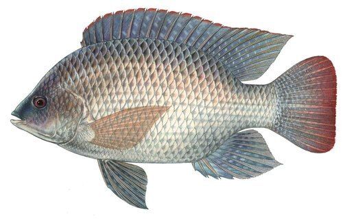 Fresh Highly Nutritional Rich In Taste And Healthy Blue Tilapia Fish