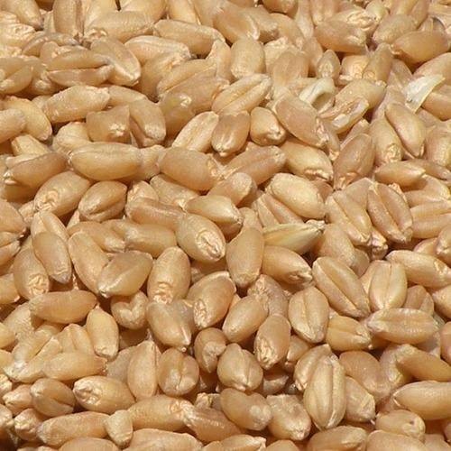 Packaging Size 1 Kilogram Pure And Fresh Food Grade Brown Wheat Seed