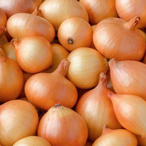 Round 100% Healthy Farm Fresh Naturally Grown Vitamins Brown Onion 