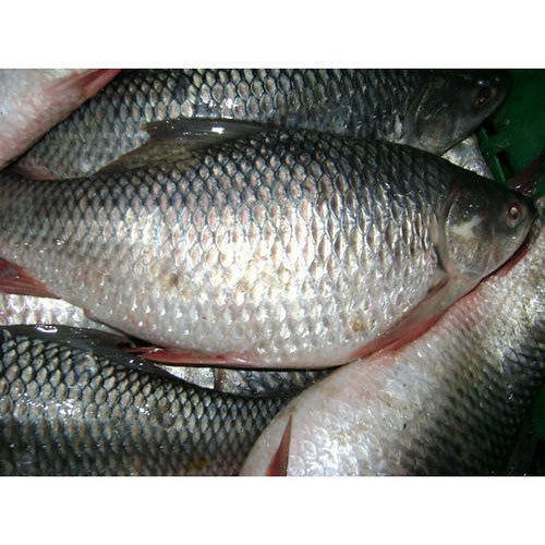 Highly Nutritional Rich In Taste High In Protein And Fiber Delicious Rohu Fish