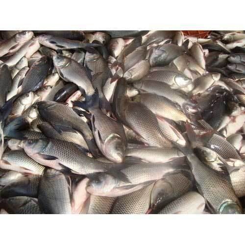 Rich In Taste Highly Nutritional High In Protein And Fiber Delicious Rohu Fish