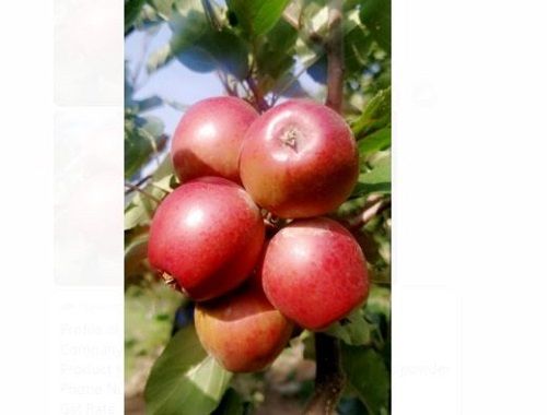  Fat 40 Kilogram Packaging Size Rich In Fiber And Vitamins Round Shape Fresh Apple 