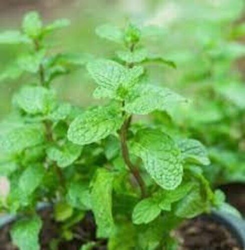  Ugrow India Green Fresh Mint Pudina Herb Seeds Used For Agricultural Purpose