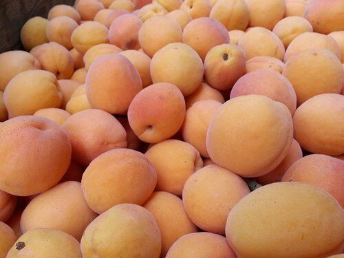 Fresh And Delicious Tasty High In Potassium And Mineral Apricots Fruit 