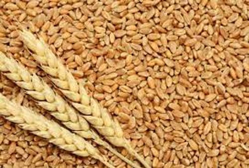 Premium Organic Whole Dried Brown Bread Wheat - 1 Kg Pack, 100% Pure, Sun-Dried, A-Grade Quality, 13.5% Moisture Content, Low Broken Material (2-3%), Nutrient-Rich, Reliable 12-Month Shelf Life