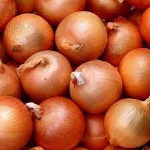 Spicy Flavour Dietary Fibers Vegetable In Most Indian Dishes Fresh Onion 