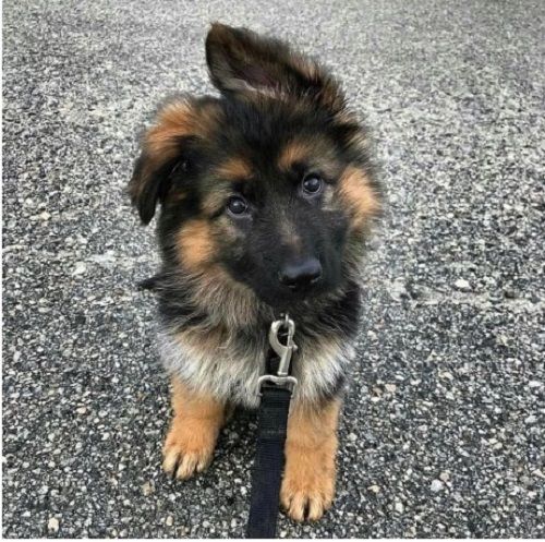 5 Kg German Shepherd Brown And White With Black Mouth 2 Month Male Pet Dog