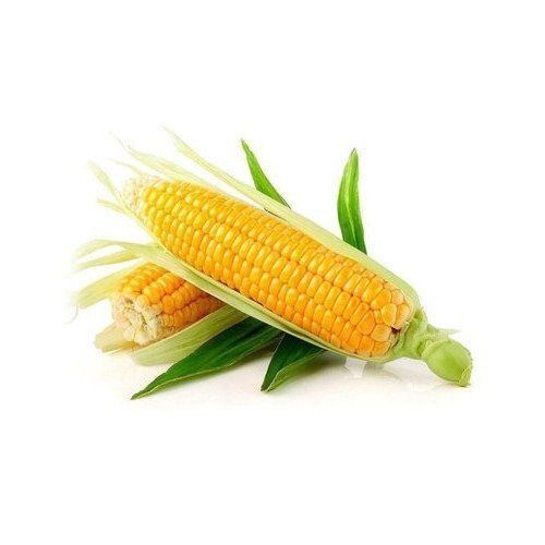 Antioxidants And Vitamins Enriched Healthy Natural Fresh Yellow Sweet Corn 