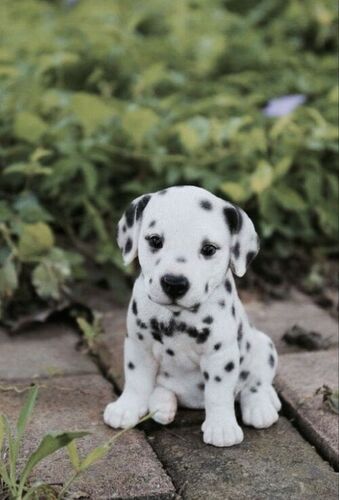 Dalmition 4 Kg Black And White With Black Mouth 3 Month Puppy Gender: Male