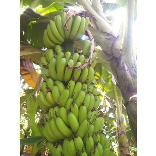 Rich In Vitamins And Minerals A Grade Natural Green Cavendish Banana
