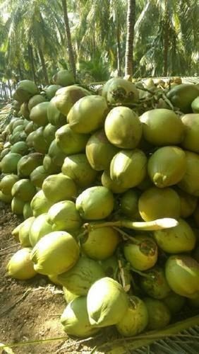 Common  Natural Refreshing Healthy Highly Nutritious And Fat Free Green Coconut