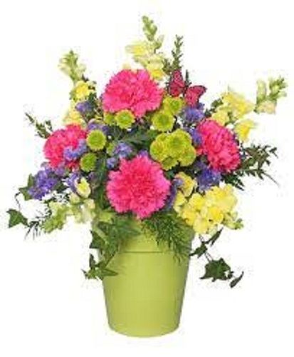 Beautiful Multicolor Smelling Wonderful Round Decorative Carnation Flower 