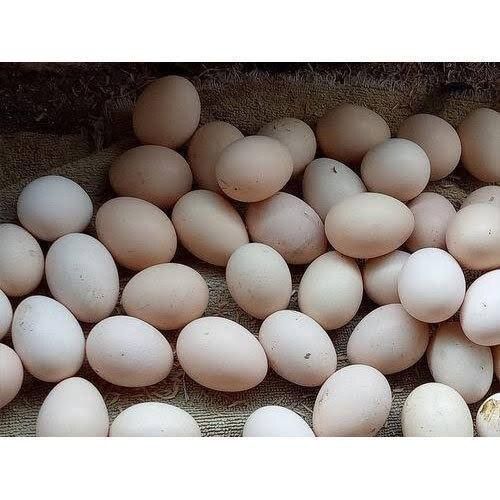 Fresh Healthy Rich In Protein High In Vitamins Nutritious White Egg