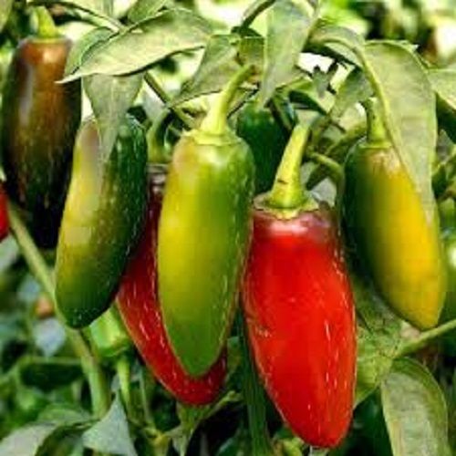High Nutritional Value No Added Preservatives Hygienically Prepared Green And Red Chilli Seeds
