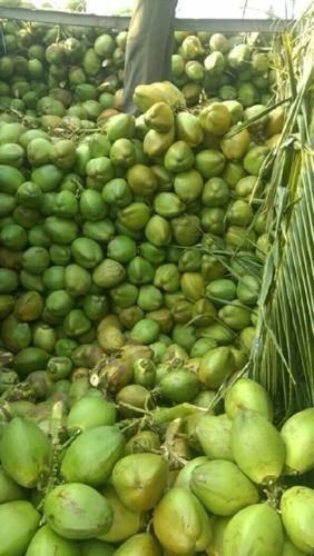 Natural Refreshing Good Source Of Several Nutrients Healthy Green Coconut