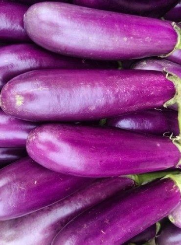 Healthy And Natural Rich In Nutrients Fresh Antioxidants Purple Brinjal