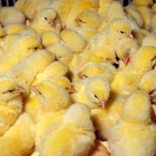Healthy High Proteins Nutritious Environmentally Friendly Poultry Farm Chicks