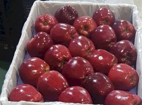 Packaging Size 40 Kg Round Shape Fresh And Healthy Apple
