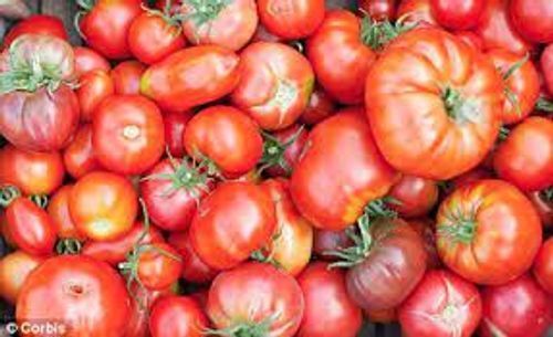 Rich In Nutrition'S Naturally Grown Healthy Fresh Juicy Red Tomatoes, 1 K G