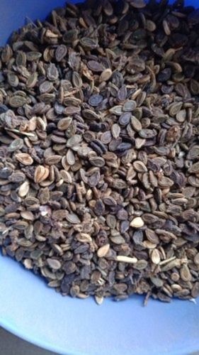 1 Kilogram Packaging Size Black Dried Natural Tinda Seeds 